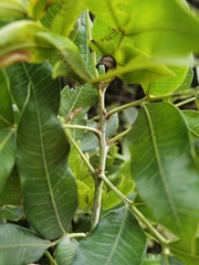 Alfaroa costaricensis