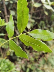 Alfaroa costaricensis