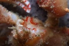 Achaeopsis spinulosa