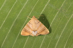 Eulepidotis addens
