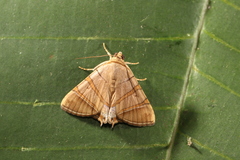 Eulepidotis addens