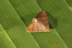 Eulepidotis addens