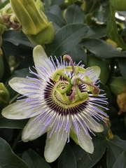 Passiflora caerulea