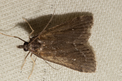 Eudonia oculata