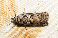 Harmologa