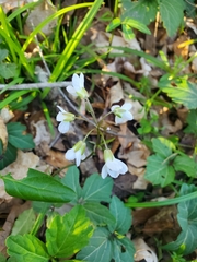 Cardamine diphylla