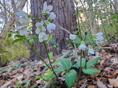 Cardamine diphylla