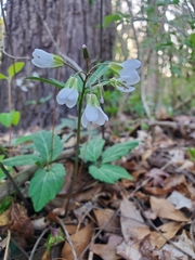 Cardamine diphylla