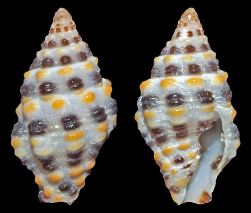 Representative image of Pisaniidae