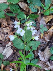 Cardamine diphylla