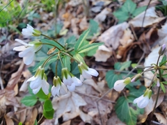 Cardamine diphylla