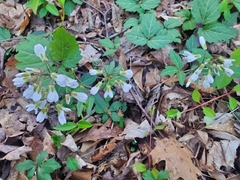 Cardamine diphylla