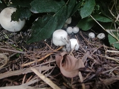 Xanthodermatei