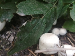 Xanthodermatei