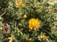 Acmispon junceus biolettii