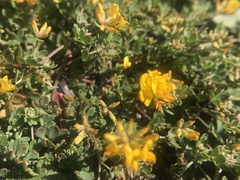 Acmispon junceus biolettii