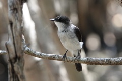 Eopsaltria pulverulenta