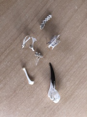 Phylidonyris