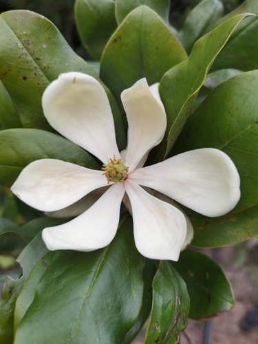 Magnolia poasana - Whole tree