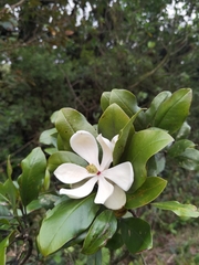 Magnolia poasana