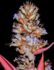 Hohenbergiopsis guatemalensis