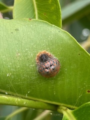 Mastophora carpogaster
