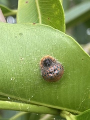 Mastophora carpogaster
