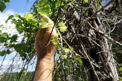 Vitis monticola
