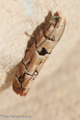 Blastesthia tessulatana