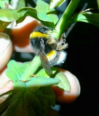 Bombus terrestris lusitanicus