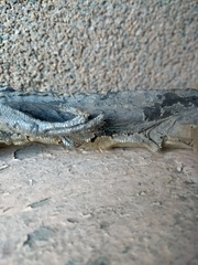 Iguanidae