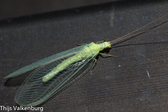 Chrysopa pallens-group