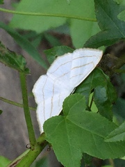 Scopula ordinata