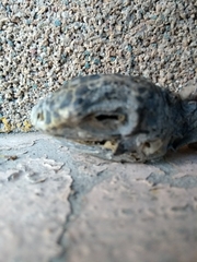Iguanidae
