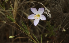 Leptosiphon liniflorus