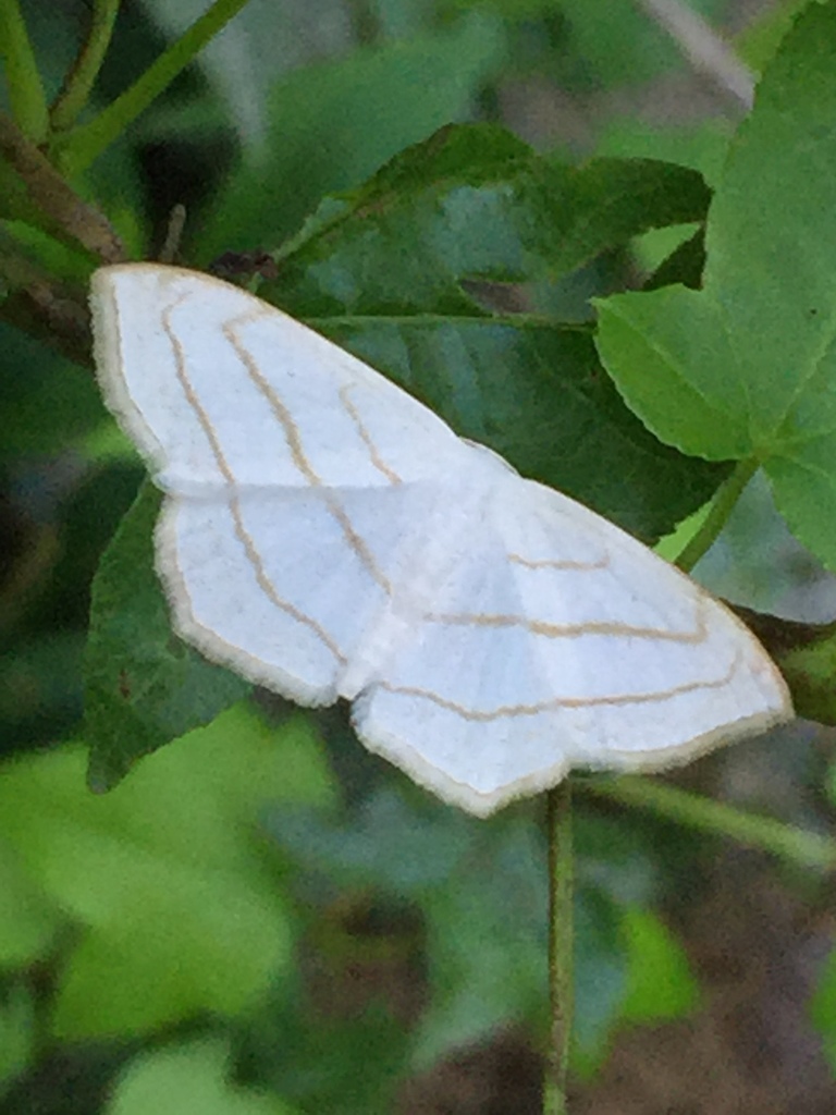 Scopula ordinata