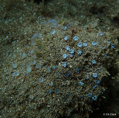 Sarcothelia edmondsoni observed 2018-05-25