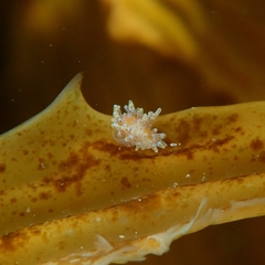 Caldukia affinis