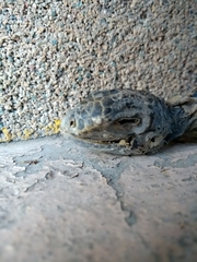 Iguanidae