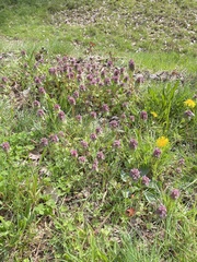 Lamium purpureum