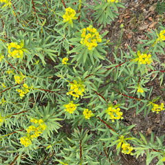 Euphorbia dendroides