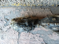 Iguanidae