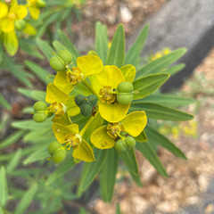 Euphorbia dendroides