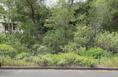 Euphorbia dendroides