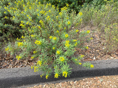 Euphorbia dendroides