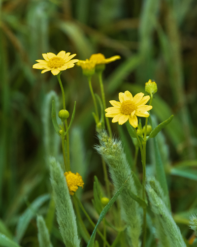 iNaturalist observation photo of goldfields