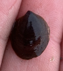 Crepidula convexa