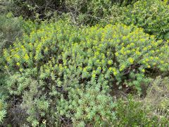 Euphorbia dendroides