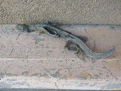 Iguanidae