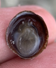 Crepidula convexa